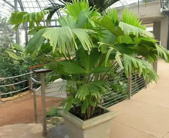 Carludovica Palmata Panama-hat Plant 