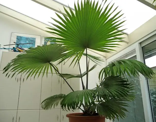 Carludovica Palmata Panama-hat Plant image