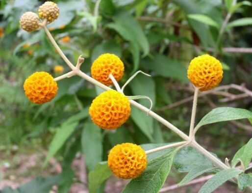 Buddleja Madagascariensis (Orange Buddleia) indoor plant