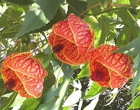 Abutilon PIctum ‘Thompsonii’ Malvaceae 