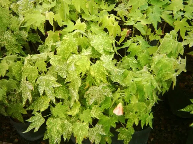 Abutilon PIctum ‘Thompsonii’ Malvaceae image
