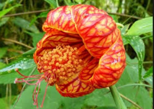 Abutilon PIctum ‘Thompsonii’ flower photo
