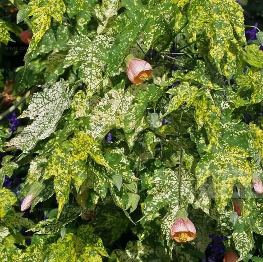 Abutilon PIctum ‘Thompsonii’ Malvaceae Plants 