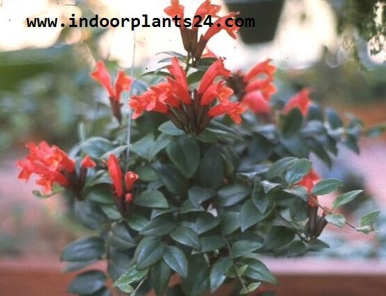 Aeschynanthus lobbianus Gesneriaceae indoor plant image