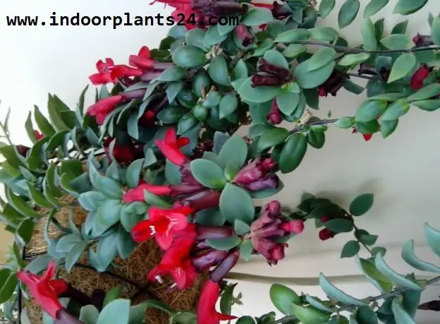 Aeschynanthus lobbianus Gesneriaceae indoor plant