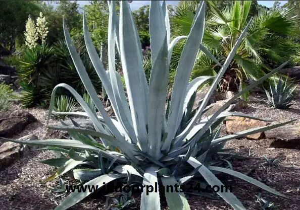 Agave americana Variegata plant image