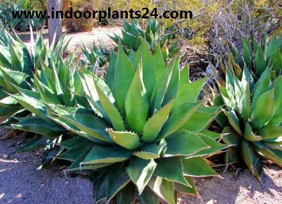 Agave americana Variegata plant photo
