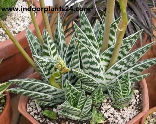 Aloe variegata plant