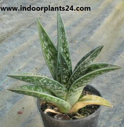 Aloe variegata plant image