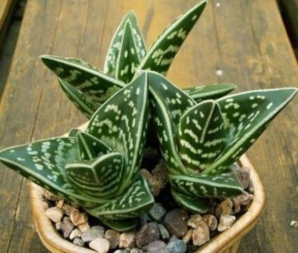 Aloe variegata indoor house plant image potted