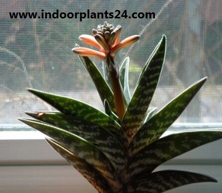 Aloe, Partridge Breast Aloe, Tiger Aloe Aloe variegata image plant