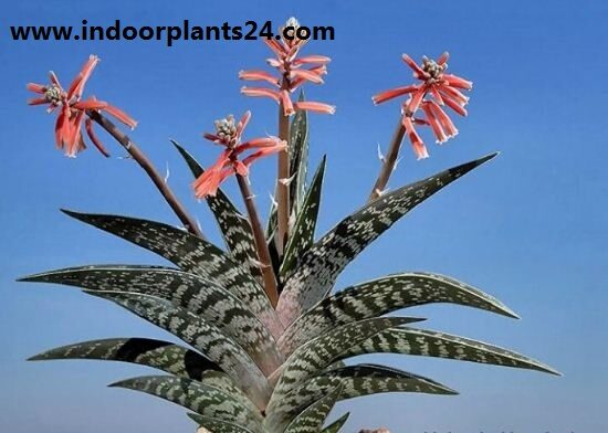 Aloe, Partridge Breast Aloe, Tiger Aloe Aloe variegata indoor house plant