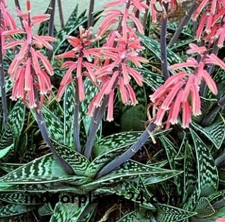 Aloe, Partridge Breast Aloe, Tiger Aloe Aloe variegata indoor plant
