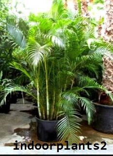 Chrysalidocarpus Lutescens Palmae BUTTERFLY PALM indoor Plant 