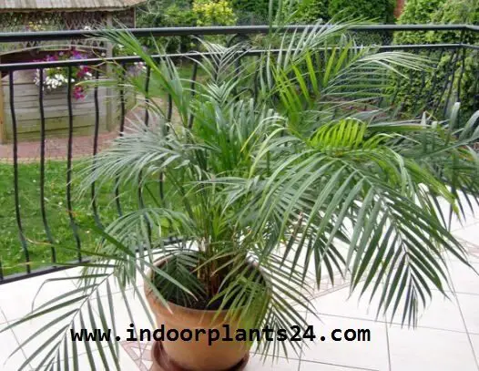 Chrysalidocarpus Lutescens plant