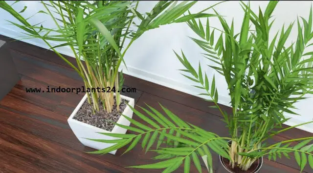 Chrysalidocarpus Lutescens Palmae BUTTERFLY PALM Plant 
