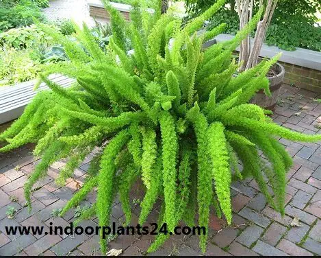 Asparagus densiflorus indoor house plant potted