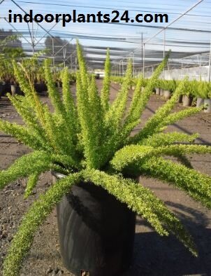 Asparagus densiflorus indoor plant
