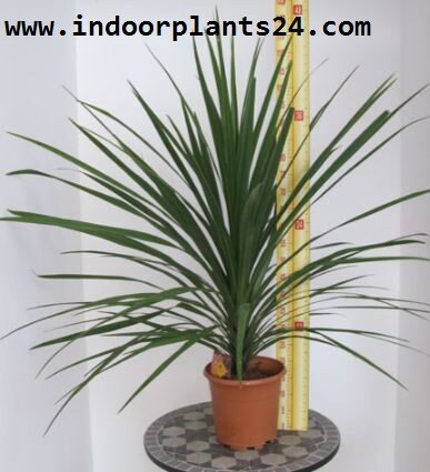 CORDYLINE AUSTRALIS indoor plant image