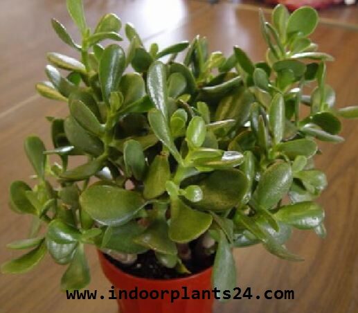 Crassulaceae Chinese Jade Plant potted image