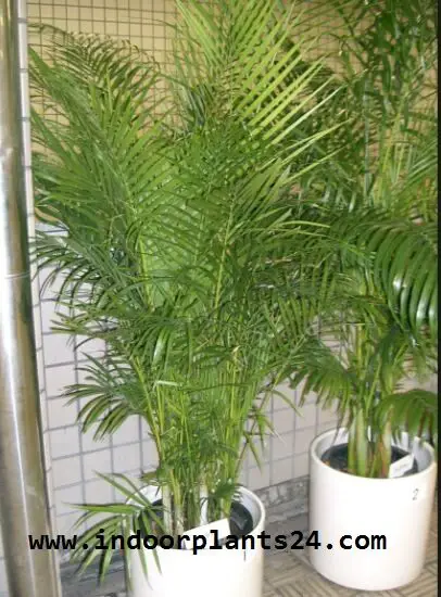 Chrysalidocarpus Lutescens Palmae BUTTERFLY PALM indoor Plant image
