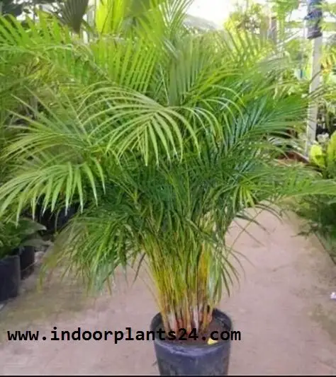 Chrysalidocarpus Lutescens Palmae BUTTERFLY PALM indoor Plant picture