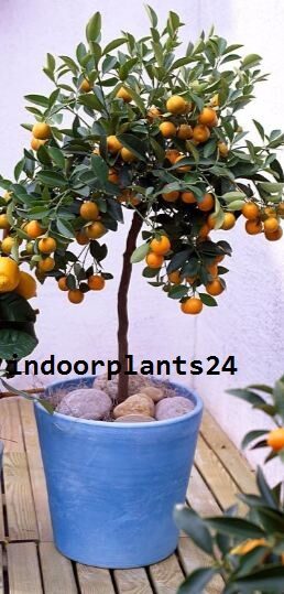 Rutaceae HOUSE INDOOR PLANT IMAGE
