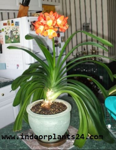Clivm Miniata Amaryllidaceae indoor house Plant picture