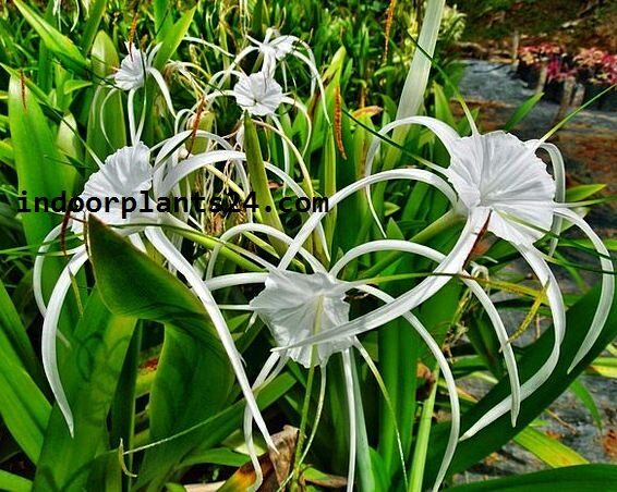 Spider lily Plant