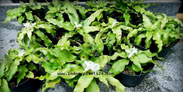 Cryptanthus Acaulis Bromeliaceae INDOOR HOUSE PLANT picture