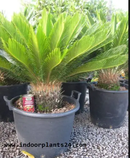 Cycas Revoluta indoor house photo potted