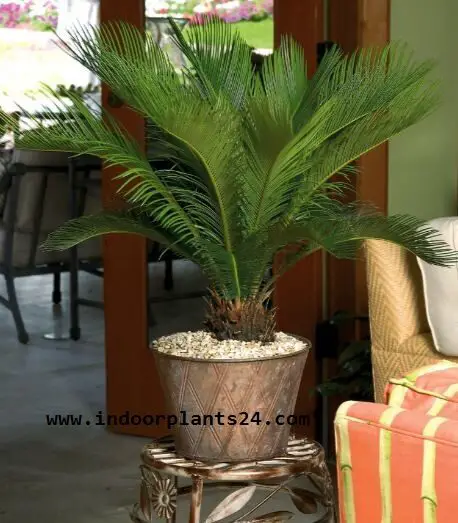 Cycas Revoluta JAPANESE SAGO PALM image