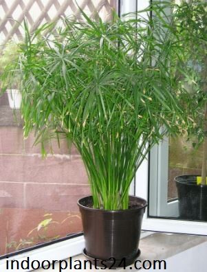 Cyperus Alternifolius Cyperaceae Umbrella Plant 