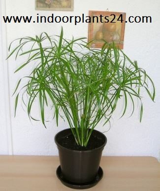 Cyperus Alternifolius Cyperaceae Umbrella Plant picture