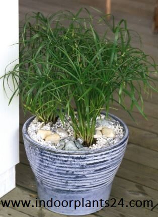 Davaillia Fejeensis indoor plant potted