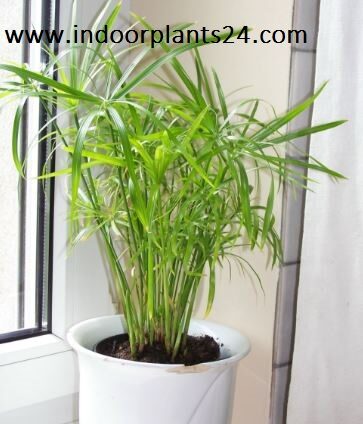 Davaillia Fejeensis indoor plant potted photo