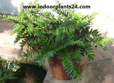 Cyrtomium Falcatum Aspidiaceae house plant potted