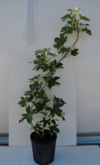 Fatshedera lizei Araliaceae plant image