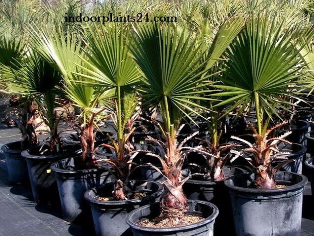 Palmae Desert fan Palm Indoor House Plant 