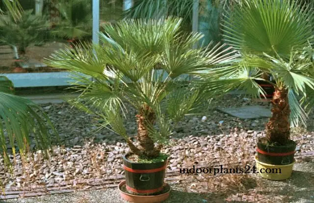 Palmae Desert fan Palm Indoor House Plant image