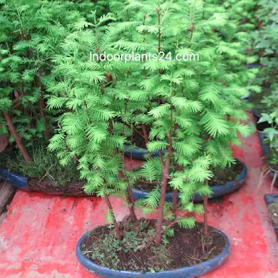 Radermachera sinica ( Bignoniaceae Emerald tree) image