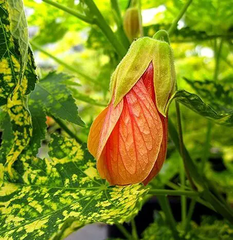 Abutilon PIctum ‘Thompsonii’ flower pics