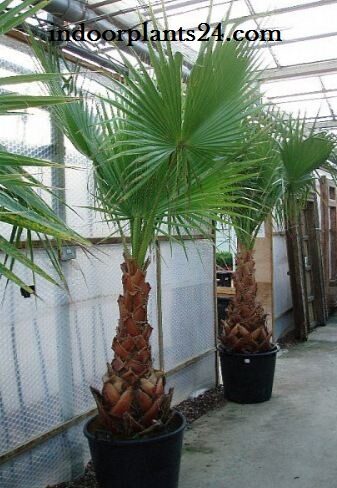 Washingtonia Filifera Palmae Desert fan Palm Indoor House Plant 