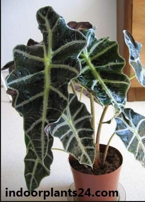 Alocasia sanderiana indoor plant image
