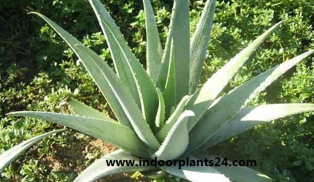 Aloe Vera Aloe barbadensis miller 
