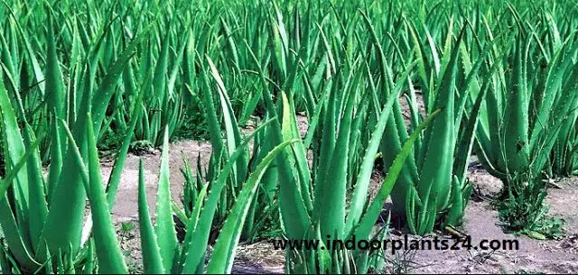 Aloe Vera Aloe barbadensis miller PLANT