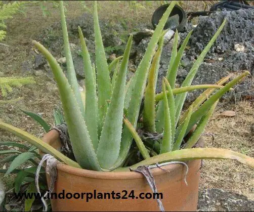Aloe Vera Aloe barbadensis plant potted