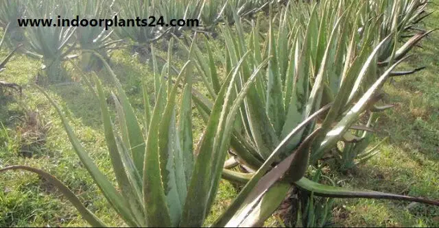 Aloe Vera Aloe barbadensis plant