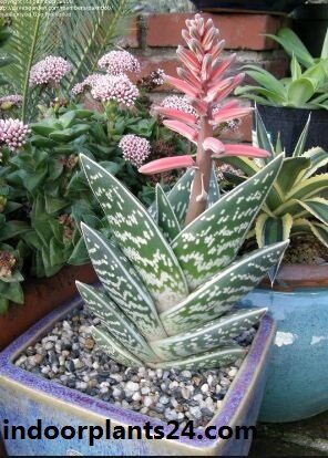 Aloe variegata indoor house plant image