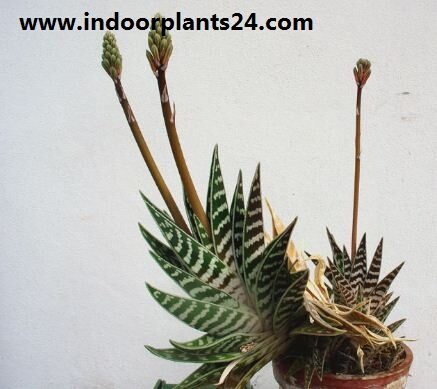 Aloe variegata indoor house plant photo potted